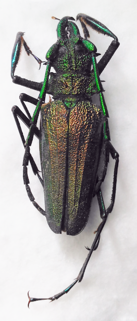 Psalidognathus friendii - Wikipedia, la enciclopedia libre