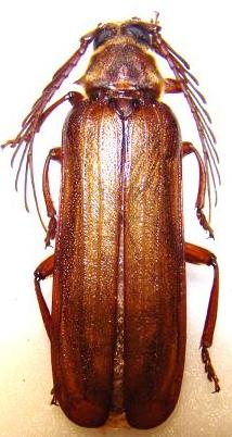 NEOCLOSTERUS lujae