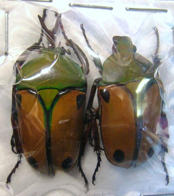 標本用品 Tanzania Eudicela e.euthalia 40mm Tanzania Eudicela e.euthalia 40mm Eudicella nyassica