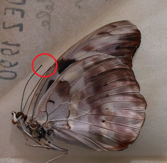 CATONEPHELE acontius F A