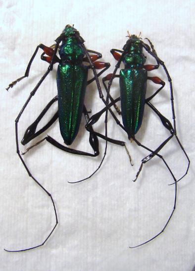 RHOPALIZUS NITENS Couple