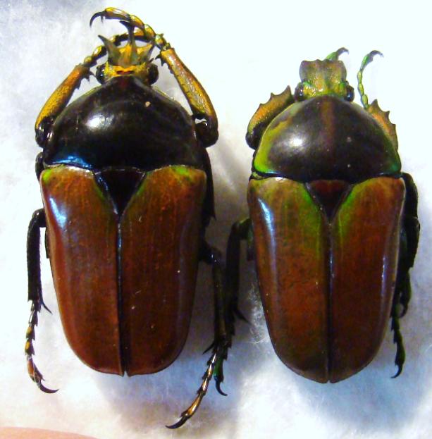 TAURHINA (Neptunides) polychrous var.brunneipennis Couple