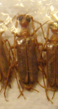 VESPERUS brevicollis M