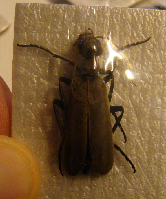 PSALYDOLYTTA fuscicornis