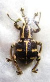 NEOPYRGOPS banksi