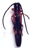 CERAMBYCIDAE sp (PHYTOECIINI ) ??