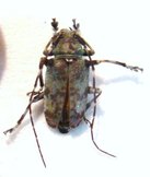 FREA mniszechi