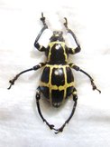 PACHRYRRHYNCHUS chevrolati