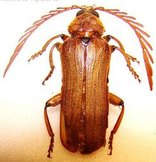 NEOCLOSTERUS curvipes