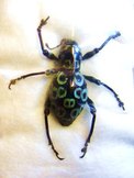 PACHRYRRHYNCHUS congestus ocellatus