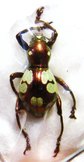 PACHRYRRHYNCHUS purpureus