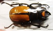 ODONTOLABIS lacordairei M 