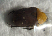 TEPHRAEA dichroa Forme n°2