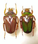 STEPHANORRHINA simplex