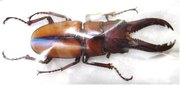 PROSOPOCOILUS mohnikei mohnikei