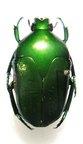 MEGAPHONIA pratti