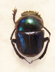 Garreta azureus