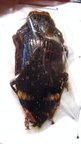 POLYBOTHRIS luczoti