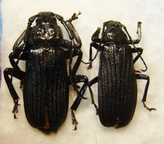 AULACOPUS reticulatus