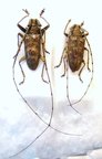 DIHAMMUS autralis
