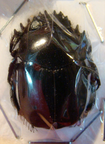SCARABAEUS transcaspicus