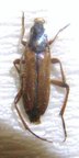 ALOSTERNA tabacicolor