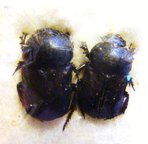 CHIRONITIS haroldi C