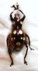 PACHRYRRHYNCHUS gemmatus purpureus