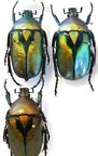 RHOMBORRHINA resplendens siamensis (golden),