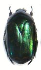 POECILOPHARIS truncatipennis