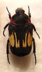 GLYCYPHANA ( Caloglycyphana) lombokiana abonarana