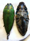 Steraspis (Pissteras) hehe n. sp.