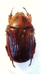 APOCNOSIS striata