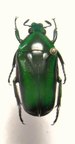 TMESORRHINA laeta laeta