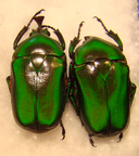 TRIGONOPHORUS rothschildi rothschildi C