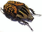 M.oberthuri decorata