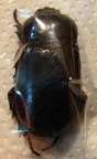 RHYZOPLATYS sp
