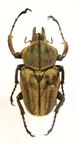 MYCTERISTES (Prigenia) squamosa,M