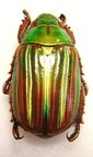 CHRYSINA adelaida