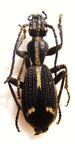 CYPHOLOBA sp ZAMBIE