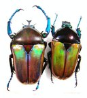 TAURHINA (Neptunides) polychrous var.marginipennis,Couple, Forme