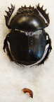 SCARABAEUS cristatus M