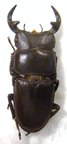 DORCUS curvidens hopei