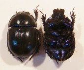 ANOPLOTRUPES stercorosus