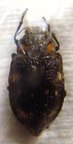 POLYBOTHRIS mucronata