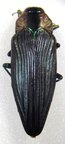 Pseudactenodes chrysotis
