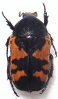 GAMETOIDES sanginolenta