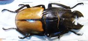 ODONTOLABIS castelnaudi M -60mm (amphiodonte)