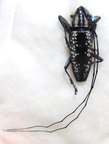 ACRIDOCEPHALA seriata M