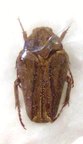 MEROLOBA antiqua